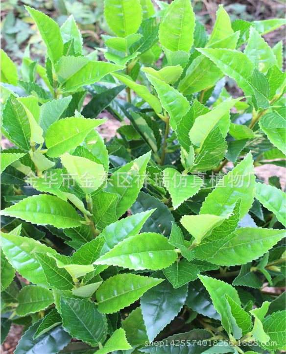 XRS-133盆栽10杆福鼎大白茶叶树630叶70厘米1