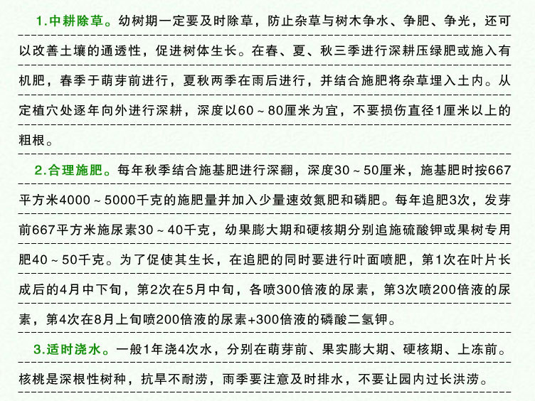 核桃苗终_24