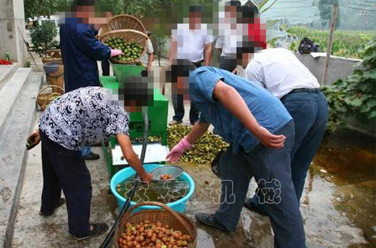 生产销售定做青核桃脱皮清洗一体机 青核桃脱皮机