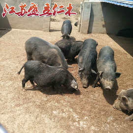藏香猪苗养殖 藏香猪生态放养 藏香猪种苗价格 品种藏香猪优势