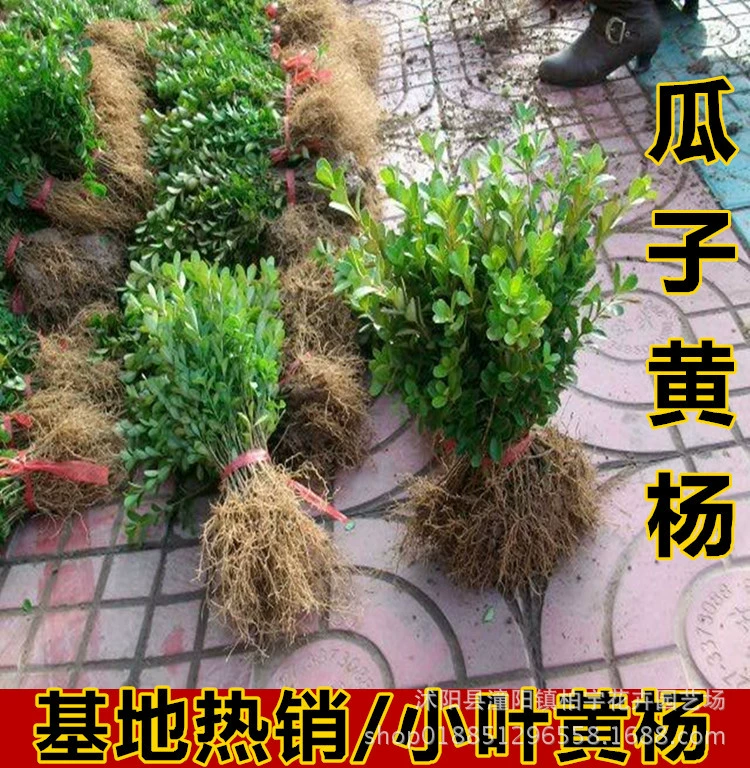 Оптовая мелколистовая рассада тополя семена дыни Тополь мяч моделирование дерево цвет озеленение инженерные рассады база доставки