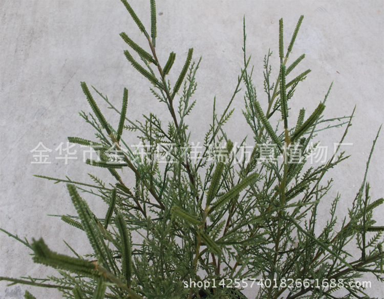 XRB-145沉柳叶5叉枝4