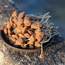 建寧茶樹菇 當季新貨 茶樹菇干貨批發 古田茶薪菇未剪根500g