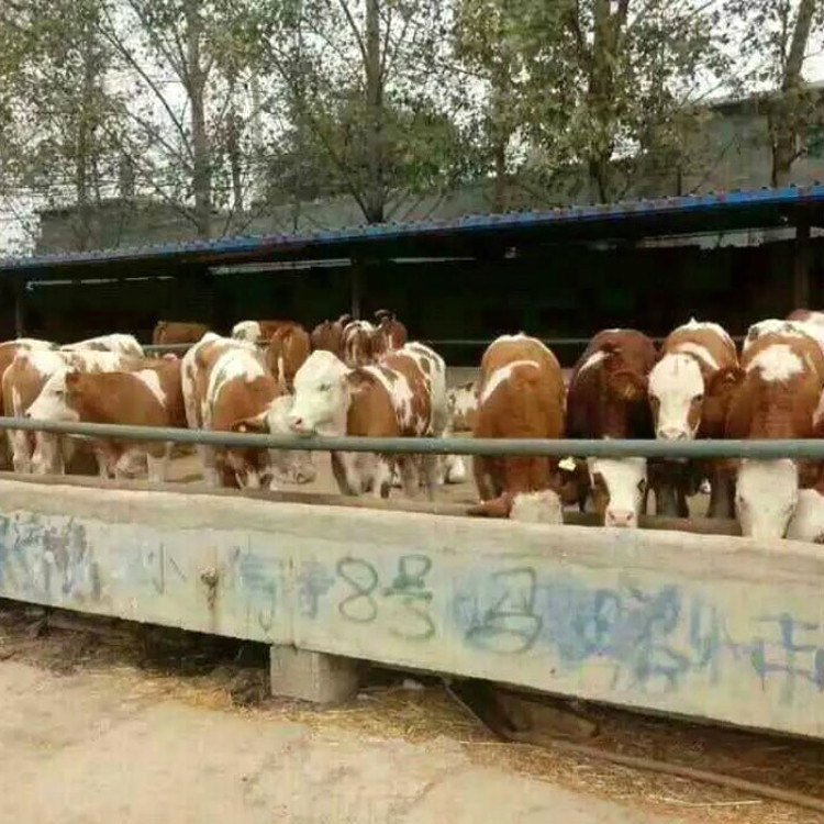 鲁西黄牛养殖场专供 供应肉牛健 鲁西黄牛牛养殖场直销 大量供应鲁西黄牛养殖场专供 供应肉牛健 鲁西黄牛牛养殖场直销 大量供应