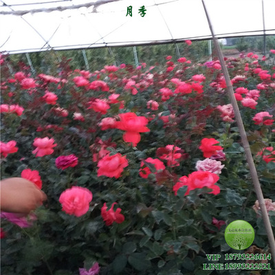 月季花 月月红 耐寒 耐旱 营养钵杯 园林 工程绿化 春秋 低价|ru