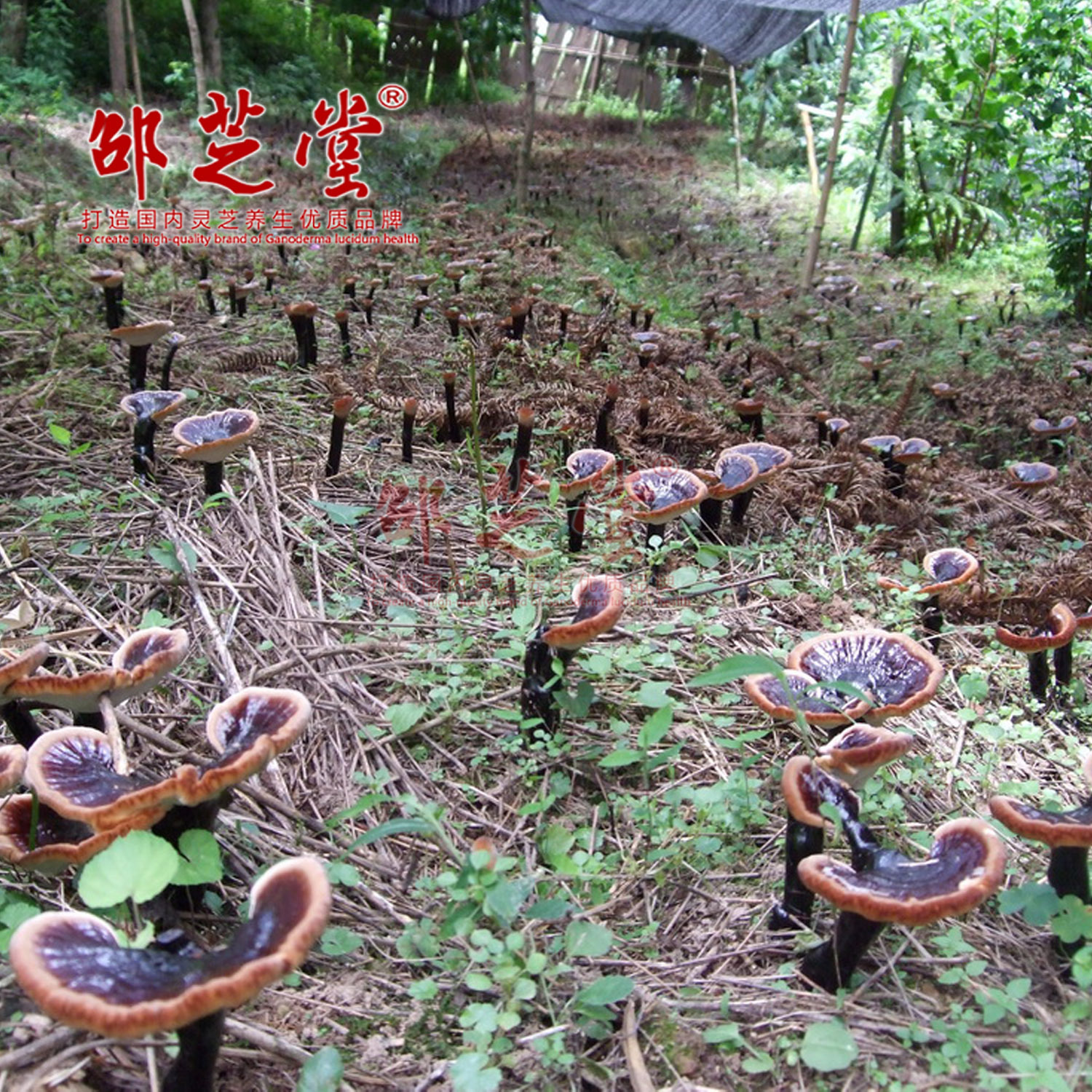 东北特产整枝紫灵芝 长白山椴木赤芝 林下野生紫灵芝免费打粉-阿里巴巴