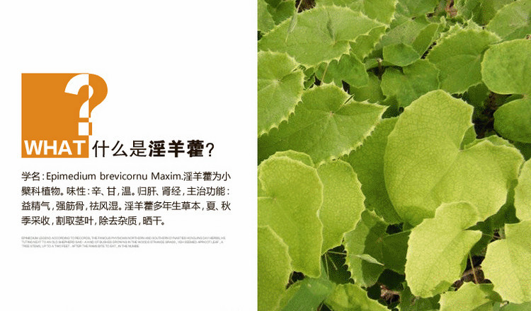 淫羊藿招商详情页_02