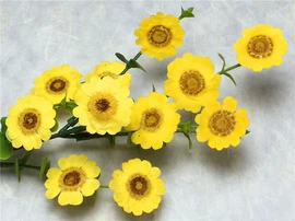 植物工艺品;工艺原料;干花