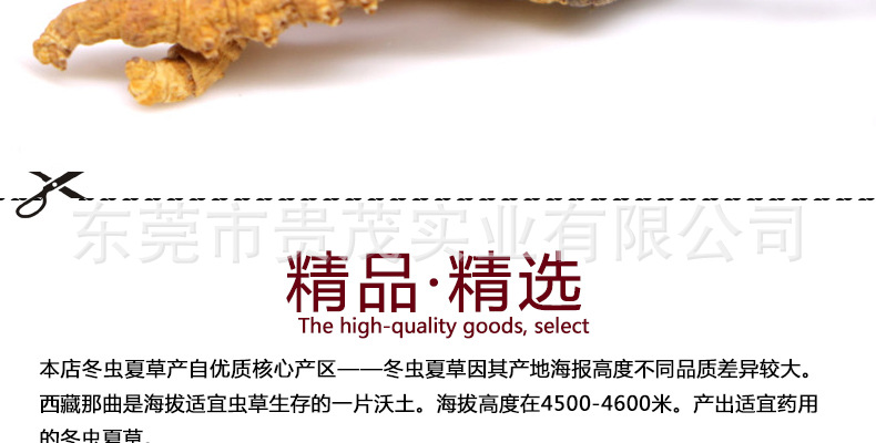 虫草_03