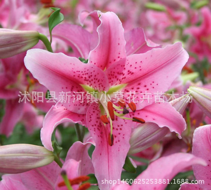 Оптовые поставки лилии луковицы духи лилии луковицы мульти лилии Декоративные лилии свежий срезанный цветок луковицы