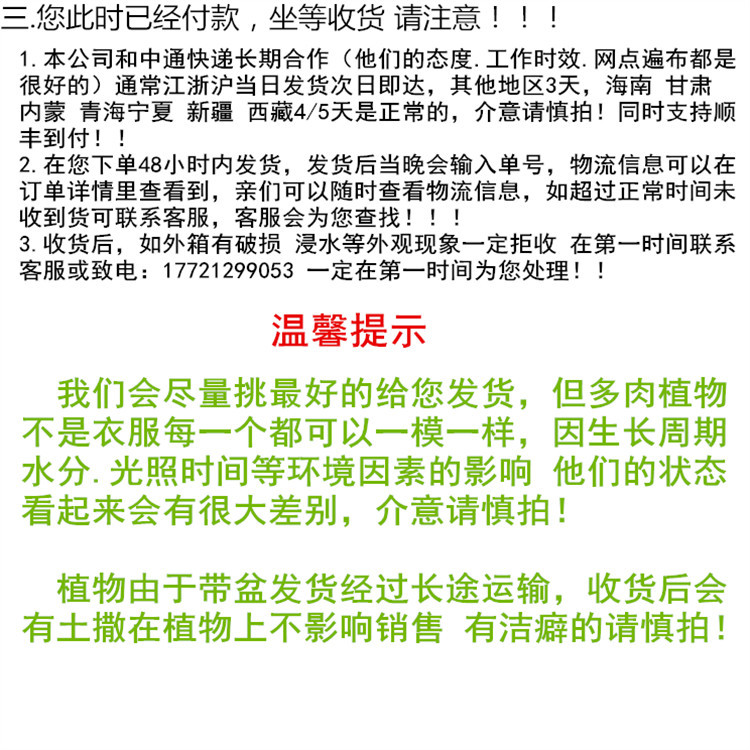 大颗尺寸盆栽多肉植物8-15cm带盆土基地自产自销实拍pulpy plants详情13