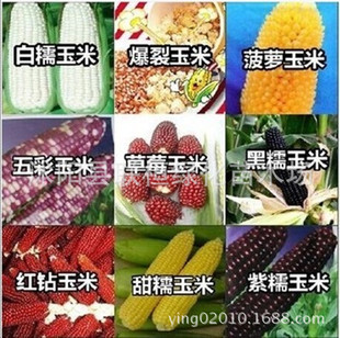 ��ݮ/ˮ��/���}���׷N�� ��/��/��/��Ŵ���׷N�������� �߲˷N��