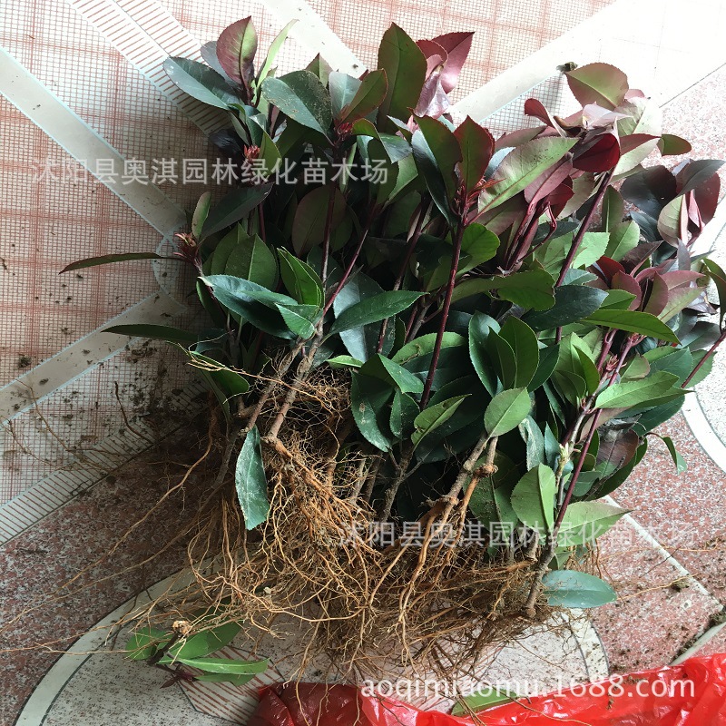 红叶石楠小苗2.
