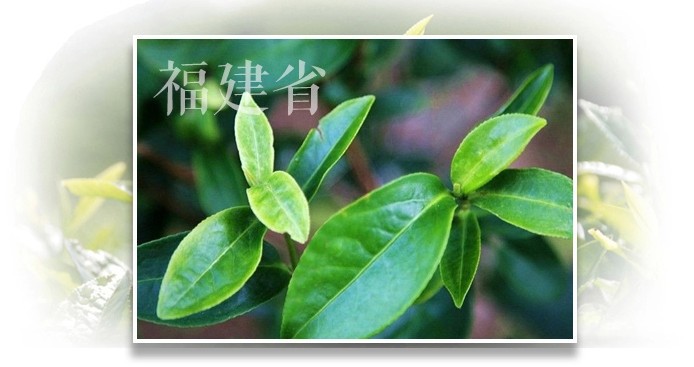 老白茶 (8)