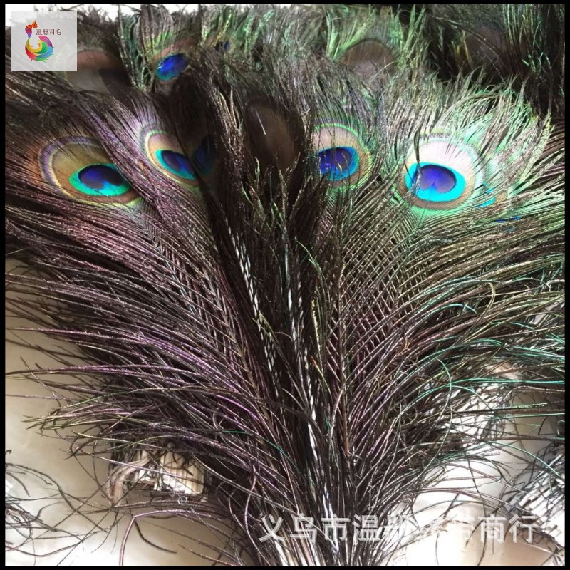 温册羽毛现货大量销售孔雀毛70-80cm印度天然兰孔雀开屏尾加长详情图8