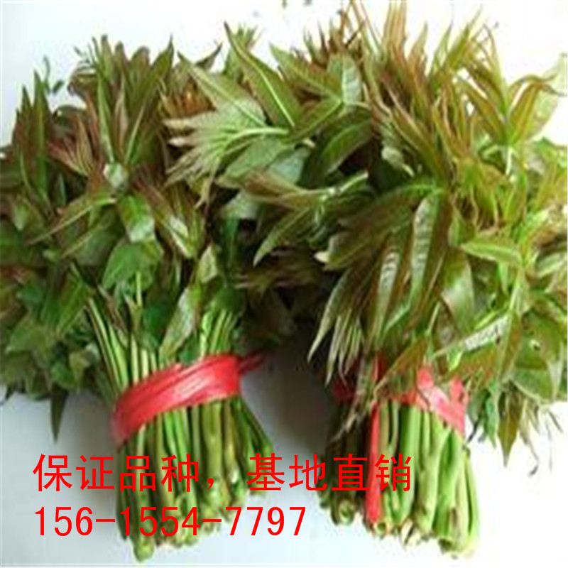 u=3194486271,2679548096&am