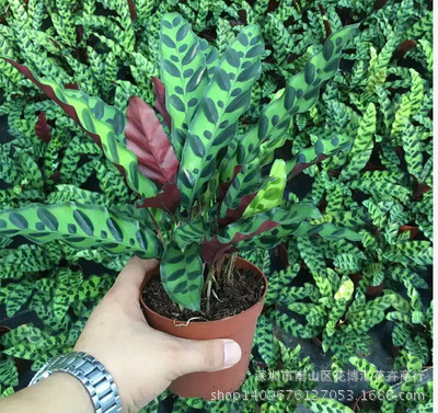 Wholesale foliage plants