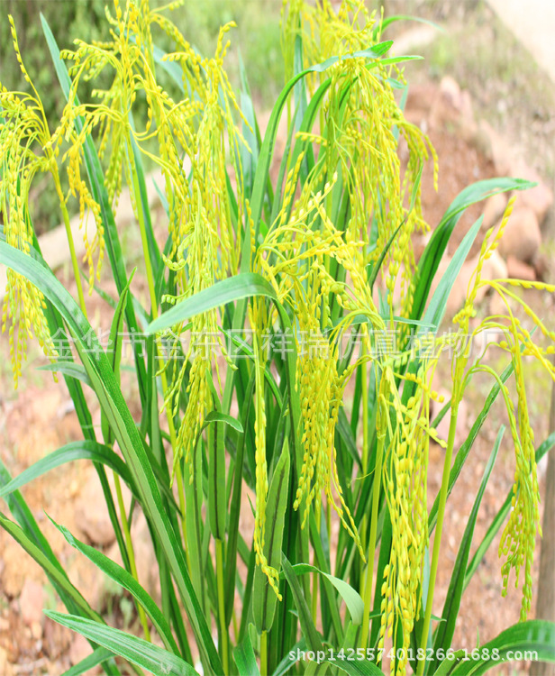 XRB-149 单枝春色水稻6(13)