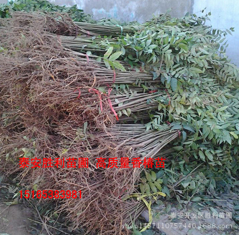 果树-红油香椿苗基地 批发当年香椿树 味道香-