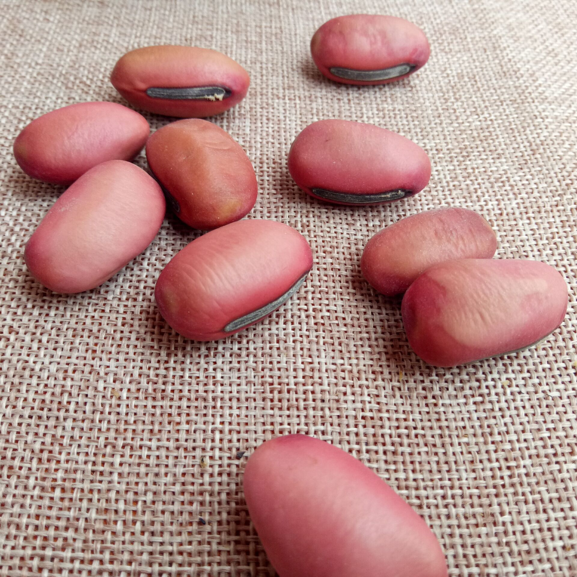 Dried Sword Bean Dao Dou Zi 500g Whole Seeds for Decoction and Craft Use overview