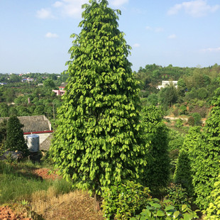 �G��������ľ���l �t��ɼ���͘� ���|�t��ɼ���͘�Ҏ���Rȫ��ľ