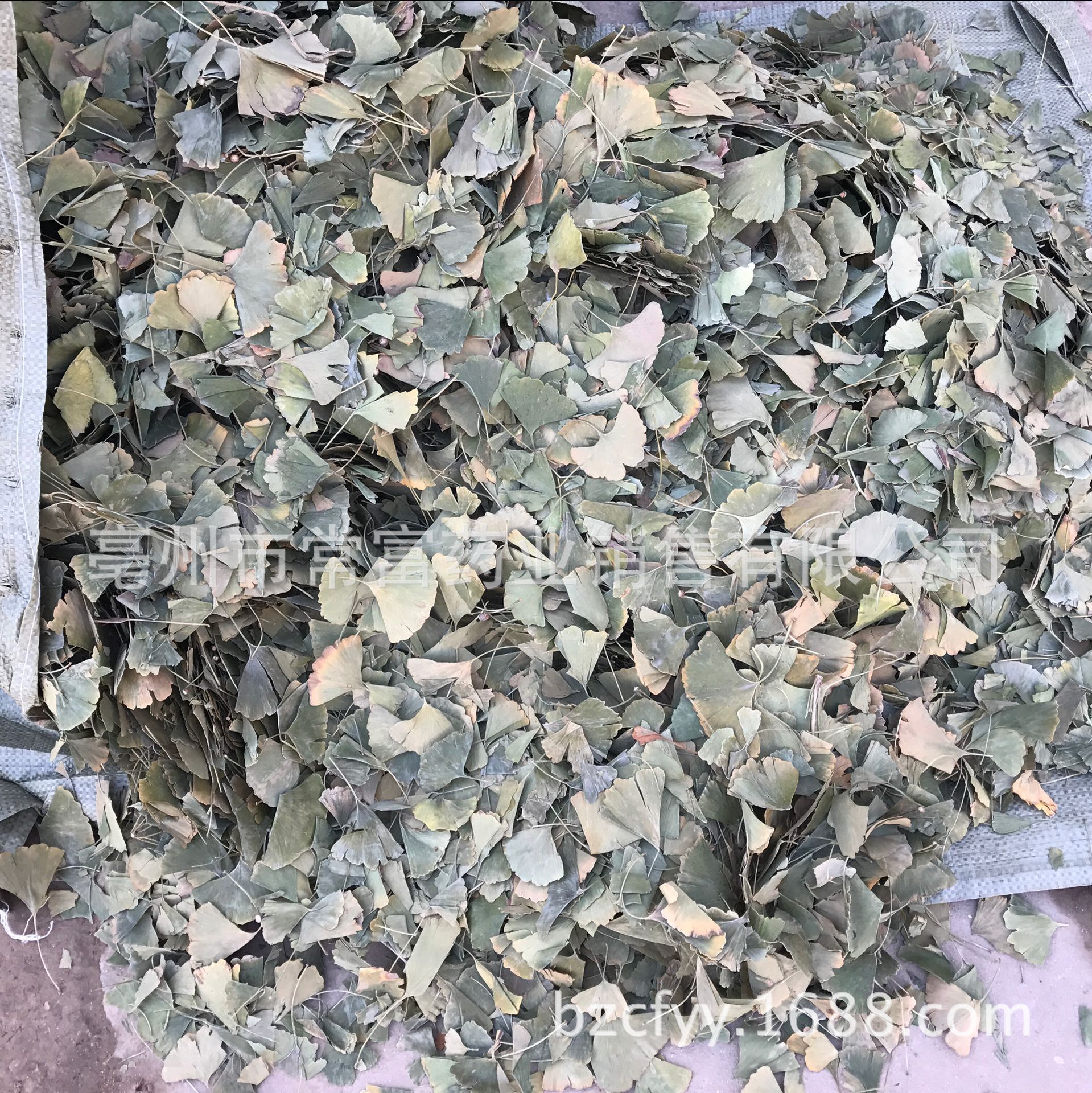Ginkgo Leaf Tea Yin Xing Ye Dried Ginkgo biloba Leaves Triangular Teabags Fresh Green Cut Leaf 500g key features