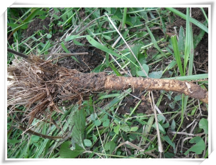 防风1