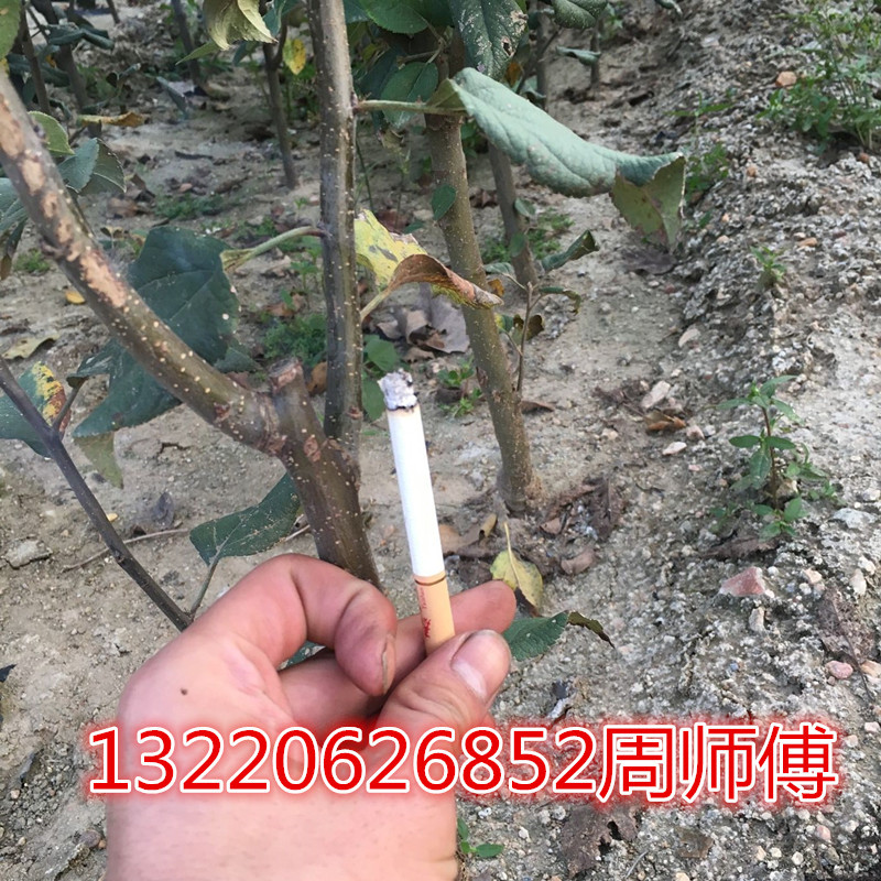 81E51B0082FF7CCA7E3335F0E48039