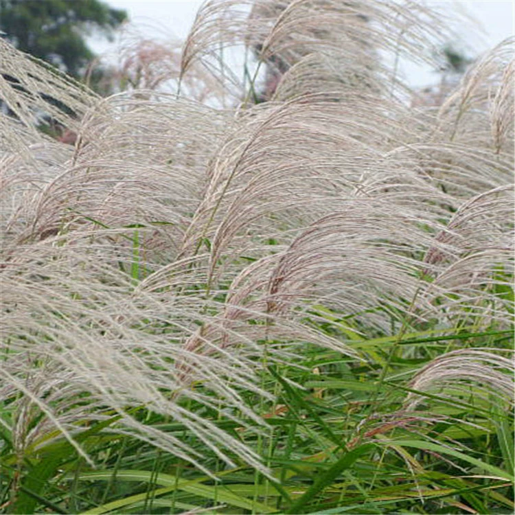 Вспышка вновь собранных семян Мискантуса Проект озеленения Высокий Сорт Полный и большое количество скидка