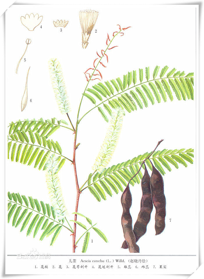 儿茶树6