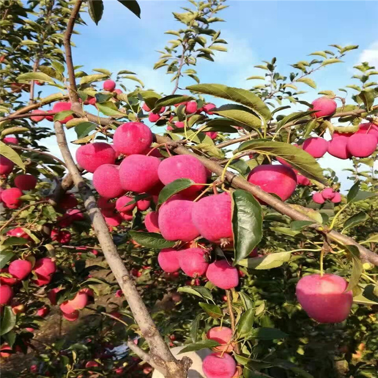 QQ图片20161212153500