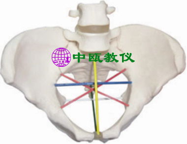 F24型 骨盆测量示教模型,妇婴技能实习模型,人体解剖模型,模拟人