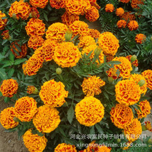 孔雀草种子 孔雀草种子品牌 图片 价格 孔雀草种子批发 阿里巴巴