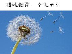 热销DIY手工材料 3D立体蒲公英 滴胶时光宝石 玻璃罩填充物001