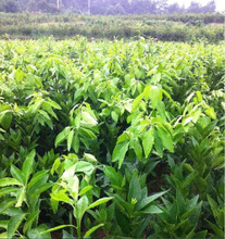 沃柑价格_最新沃柑价格\/批发报价_沃柑价格大