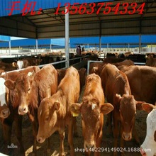 今日魯西黃牛價格能長多大-魯西黃牛牛犢多少錢-江西魯西黃牛價格