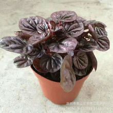 ������ֱ���������՚� �҃����Ի���С���Խ��� ΢���^������