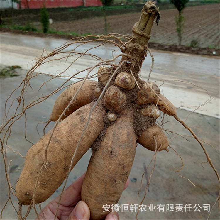 中药材种苗 批发 改良玄参种苗 玄参种芽