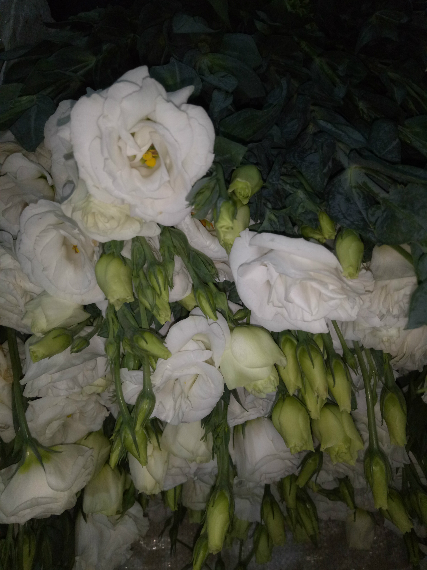 云南昆明鲜花_洋桔梗 插花 云南昆明批发 顺丰