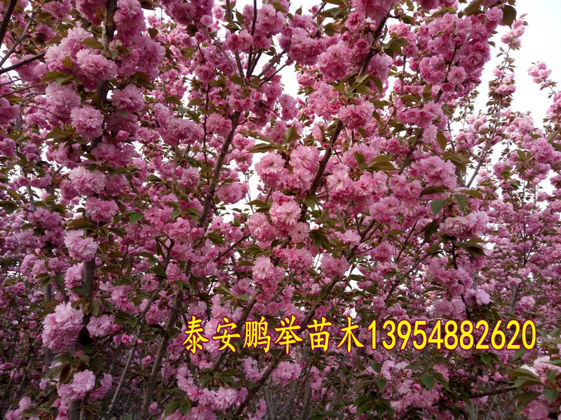 IMG20160411172512