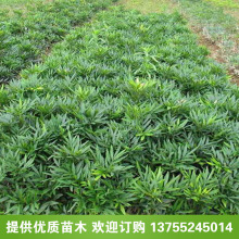 木蓮價格 木蓮價格批發 促銷價格 產地貨源 阿里巴巴