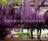 Multi -flowering wisteria seeds new seeds greening road forest wood seedlings and trees seeds climb plant