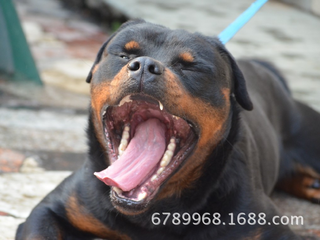 罗威纳犬,