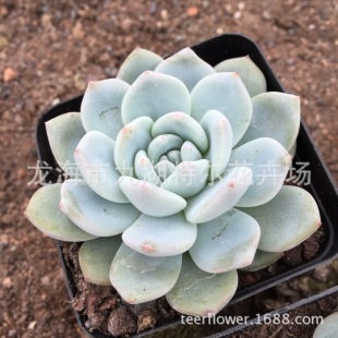 ����Gֲ �k���� �̨Ȥζ����ֲ�� �ȉ�¶