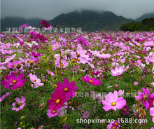 lN ݷNҰMĿf۾չ@uջҎRȫ