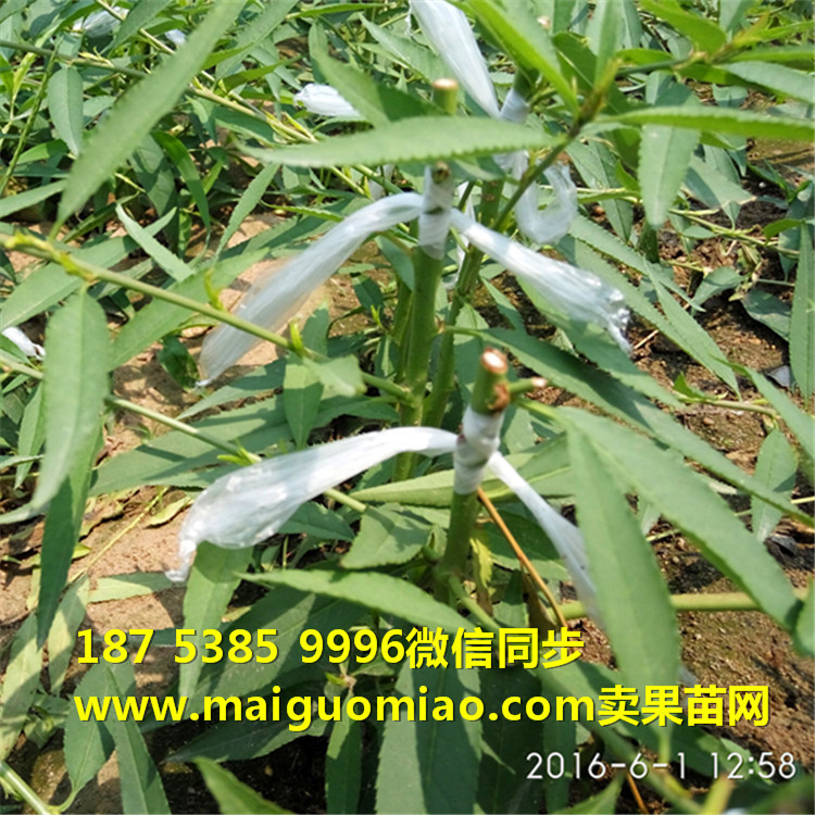 IMG_20160601_125837_副本