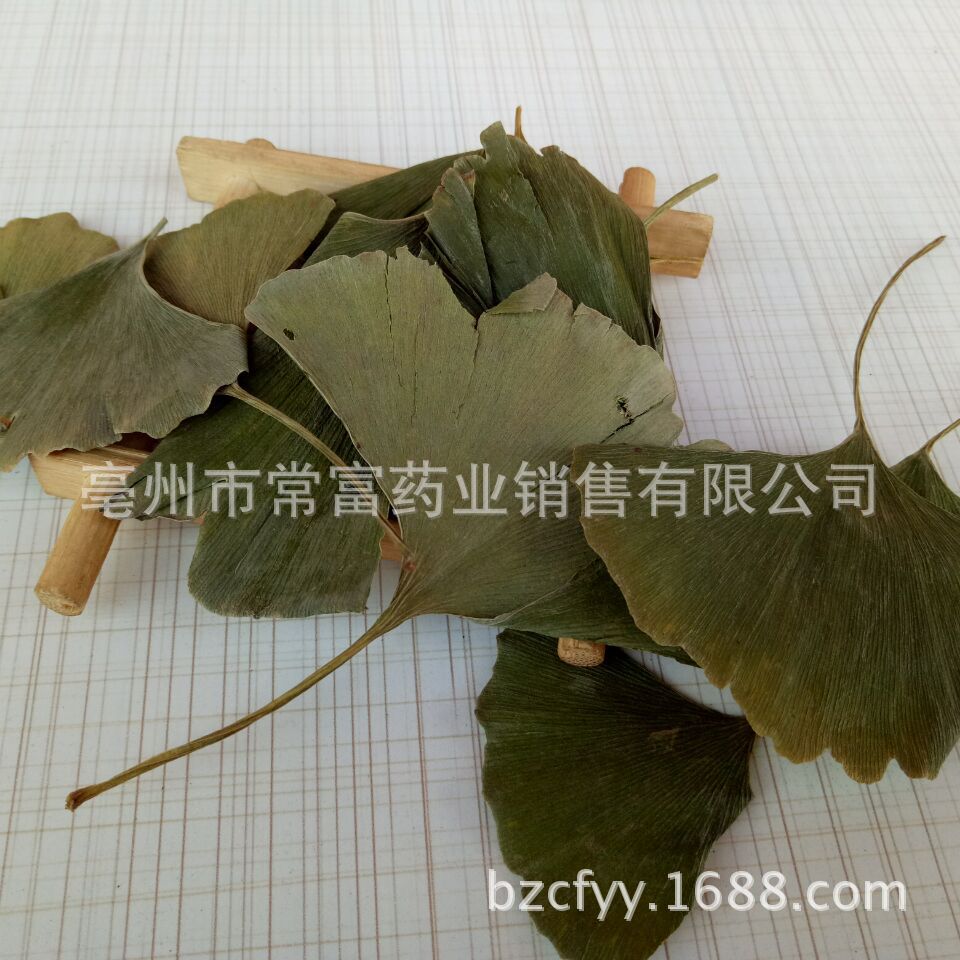 Ginkgo Leaf Tea Yin Xing Ye Dried Ginkgo biloba Leaves Triangular Teabags Fresh Green Cut Leaf 500g key features