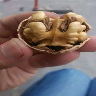 �|��һ̖����������� 8518��Ƥ������ �ӱ��؅^���F�õļ޽���