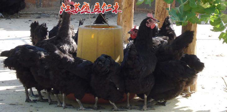 林地散养乌骨鸡 生态乌鸡养殖 专业养殖基地优