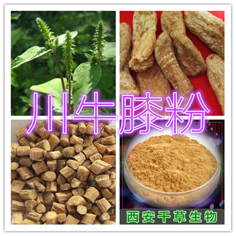 川牛膝浓缩粉